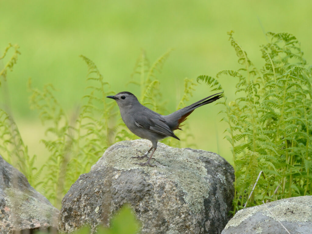 Gray Catbird with band
