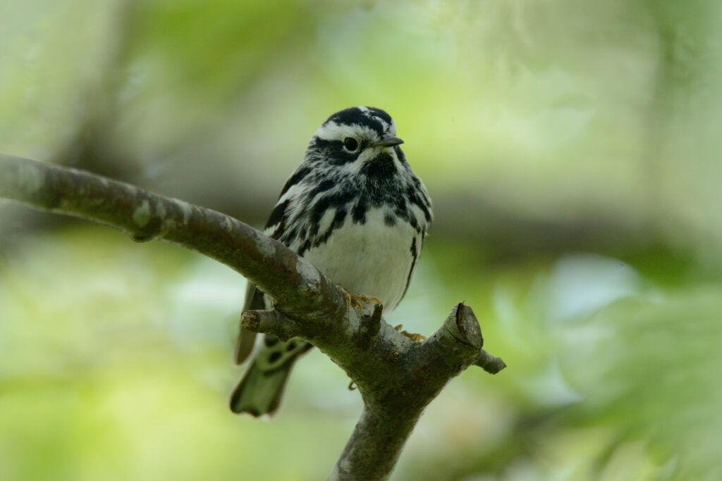 Black-and-white Warbler